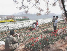 Floriculture in the city: tourists Holidaying in Saemangeum visit a tulip farm located in close proximity to the airport.